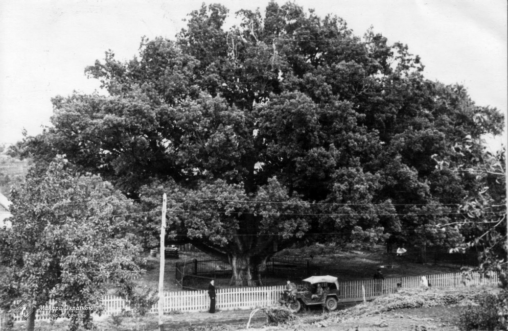 700 years Zaporozhye oak