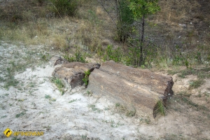 Druzhkivka petrified trees