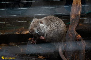 Zoo of rescued animals, Lviv