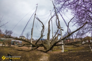 700 years Zaporozhye oak