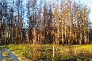 Red Forest, Pripyat