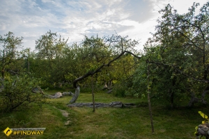 Apple-colony, Krolevets