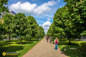 Chestnut alley, Poltava