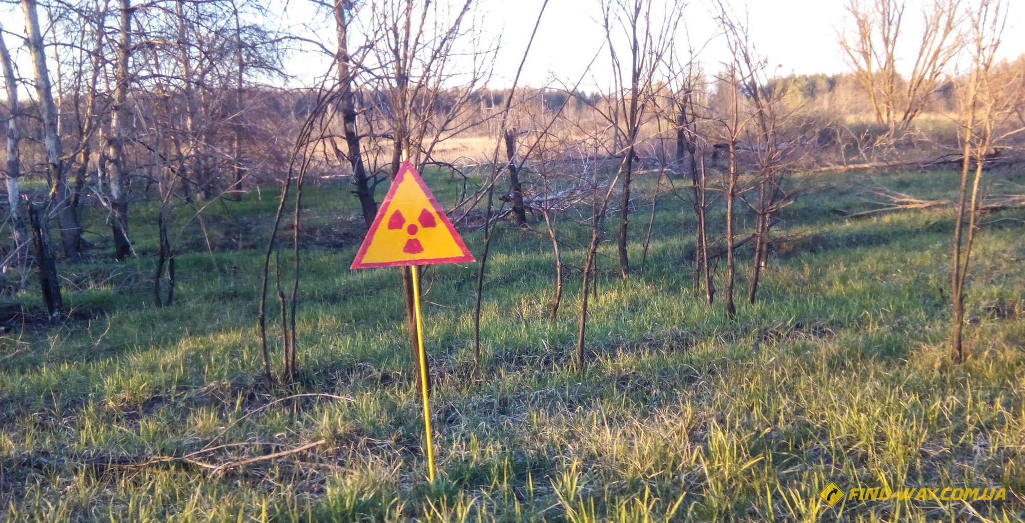 знак радиоактивной опасности на фоне рыжего леса в чернобыле фото