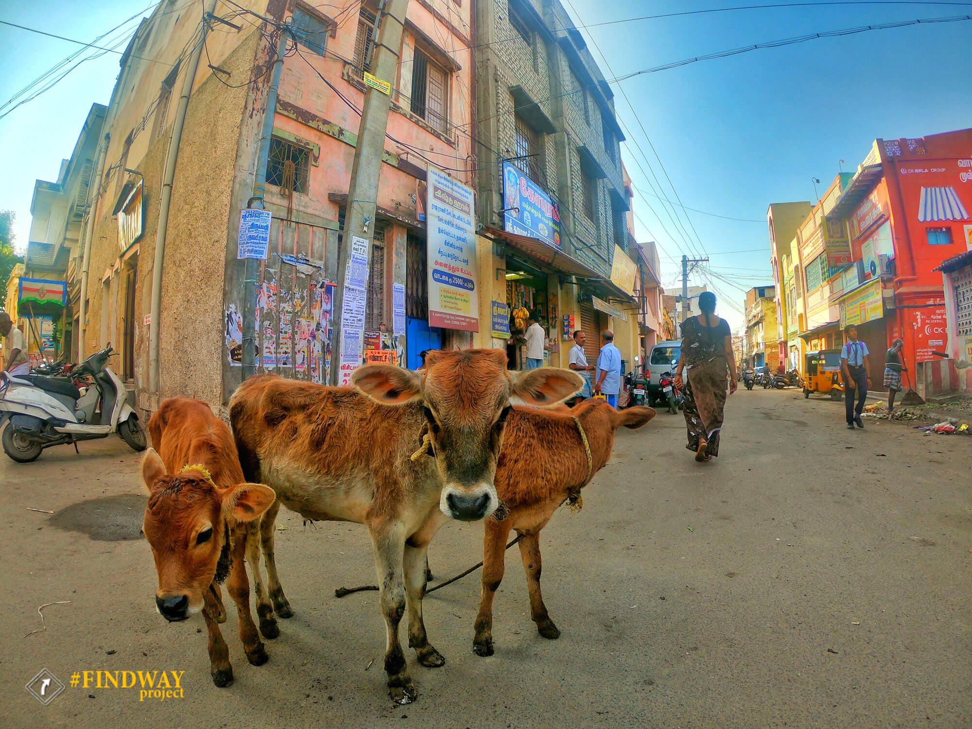 тварини на вулицях індії фото священих коров мадурай