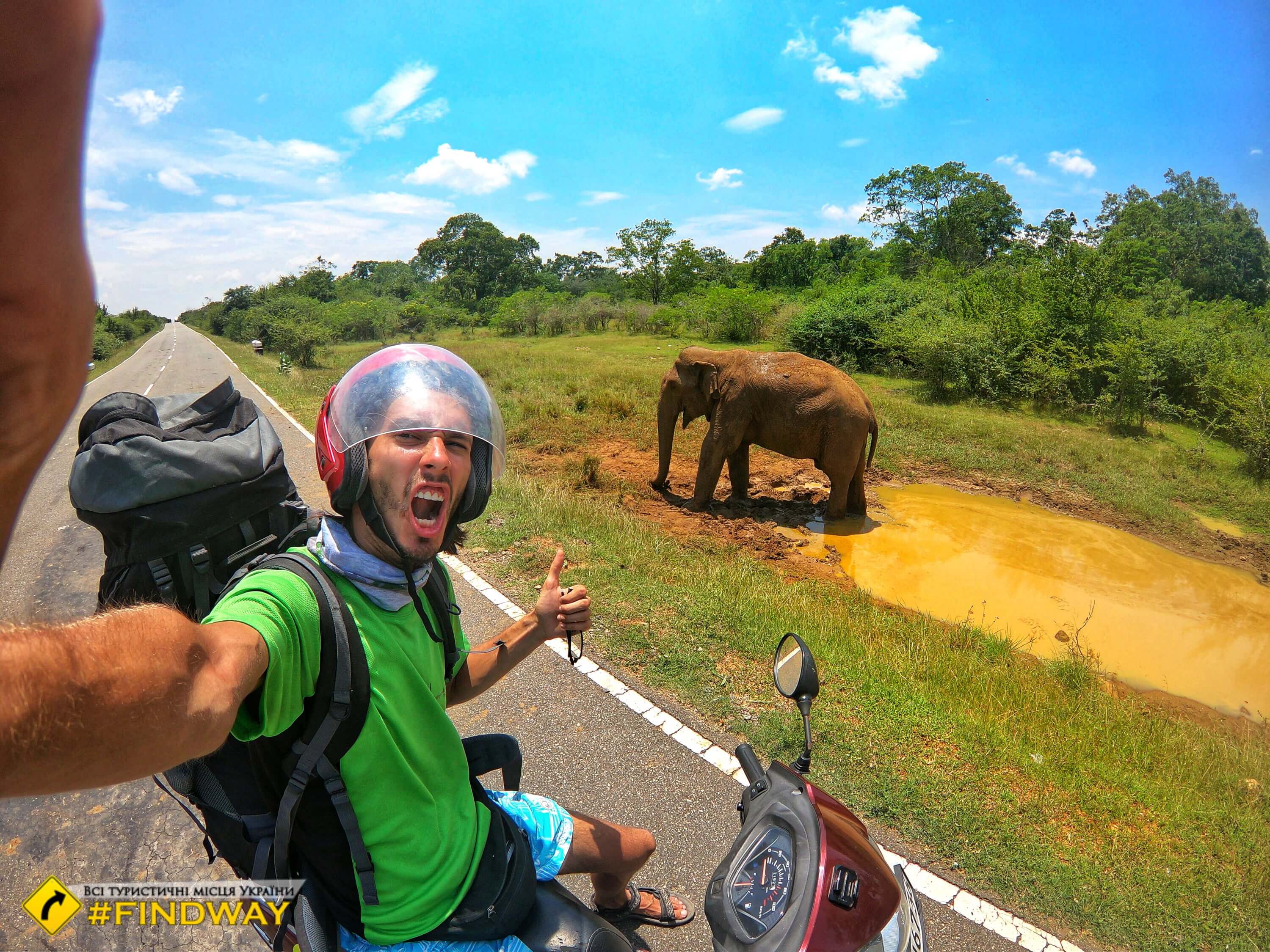 слон на дороге шри ланка национальний парк слонов