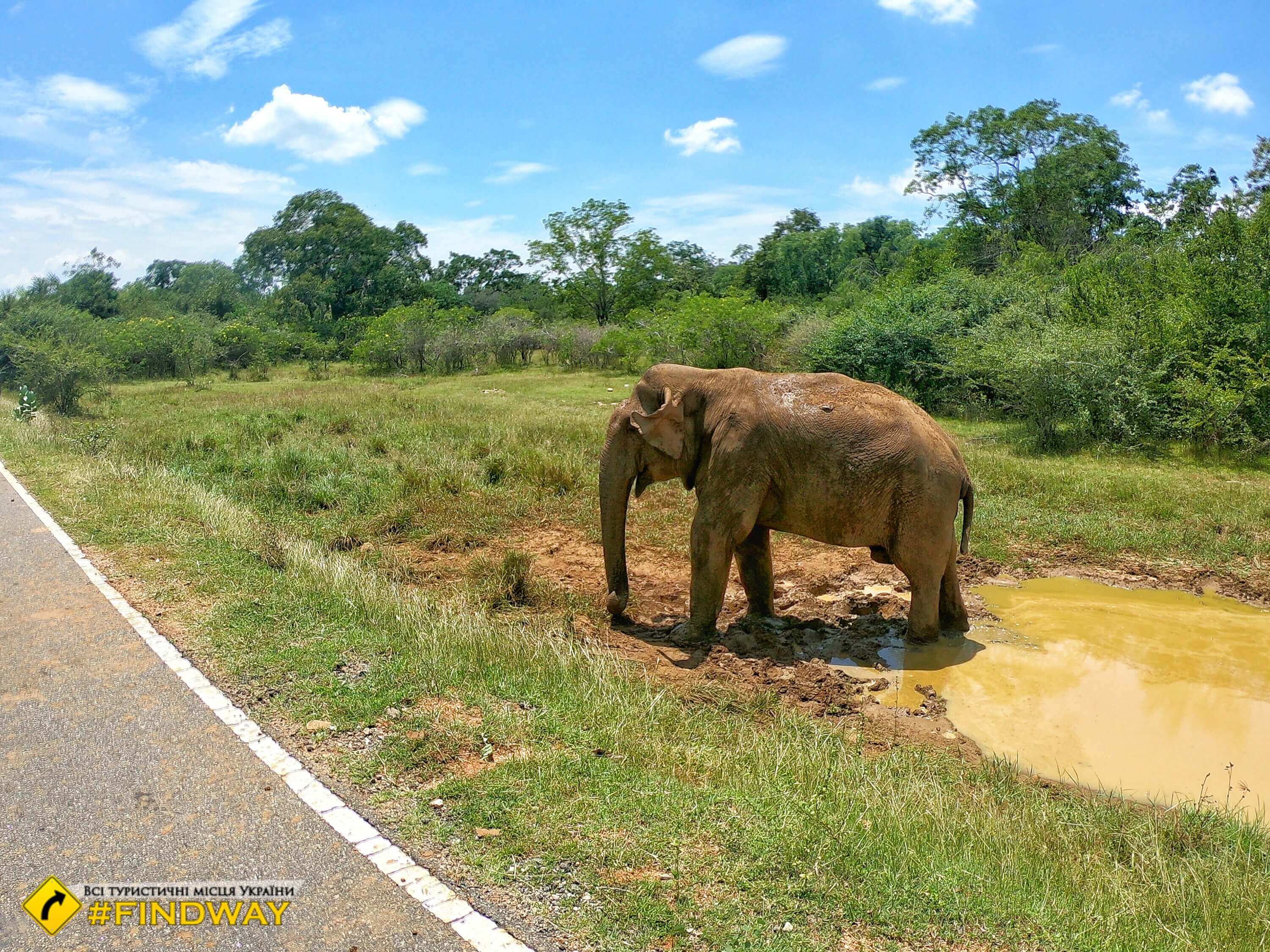 шри ланка слон на дороге национальный парк файндвей блог