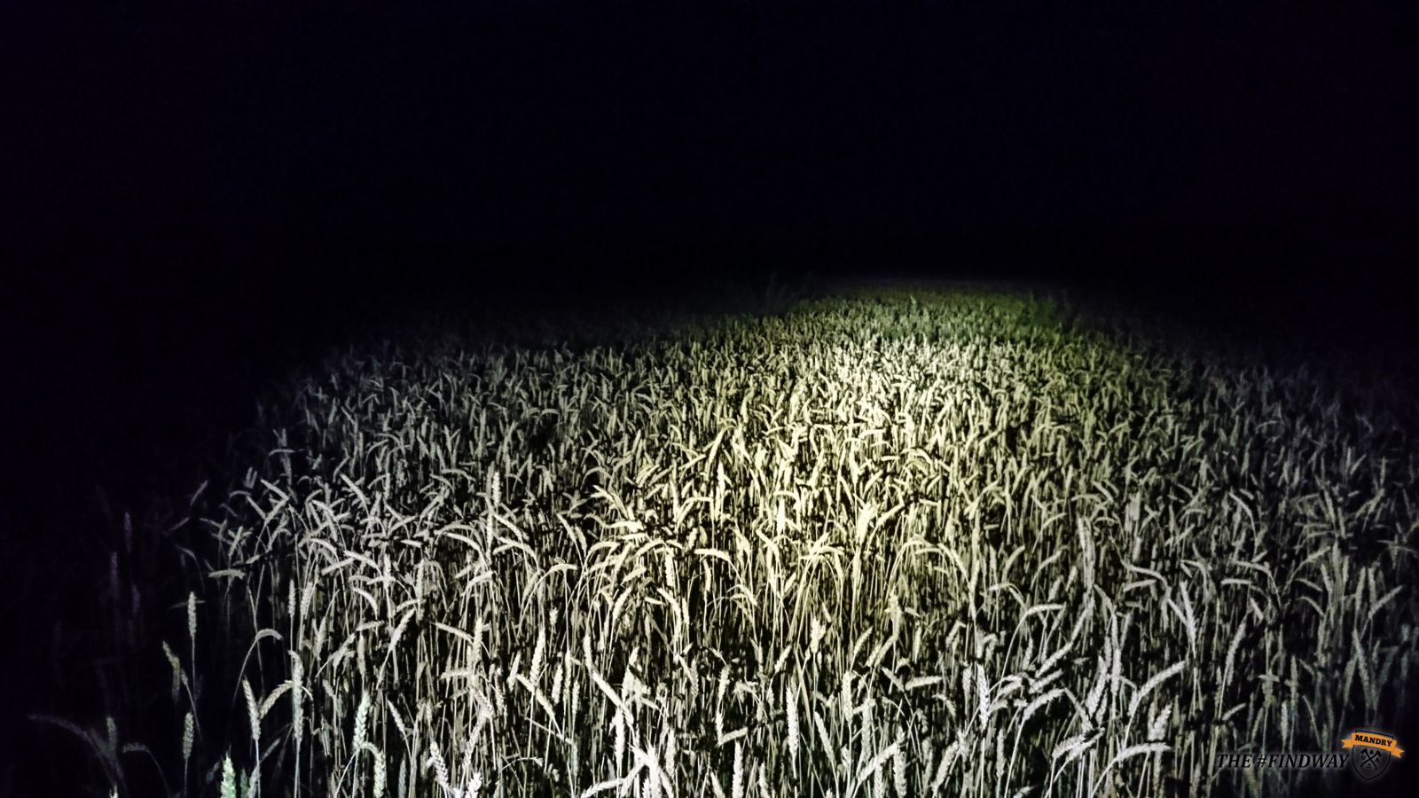 пшеница ночтью интересные места харьковской области